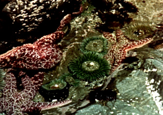 tidepool anemone
