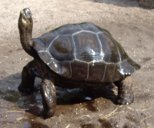 tortoise