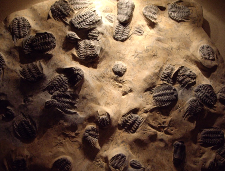 Trilobite types