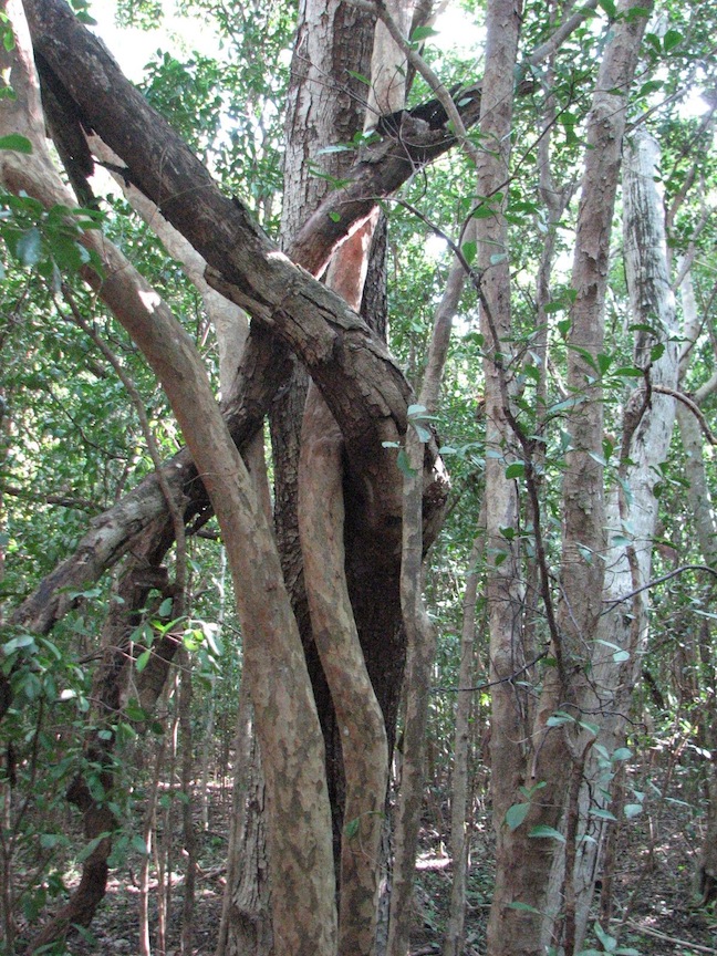 Subtropica Hardwood Hammock reserve