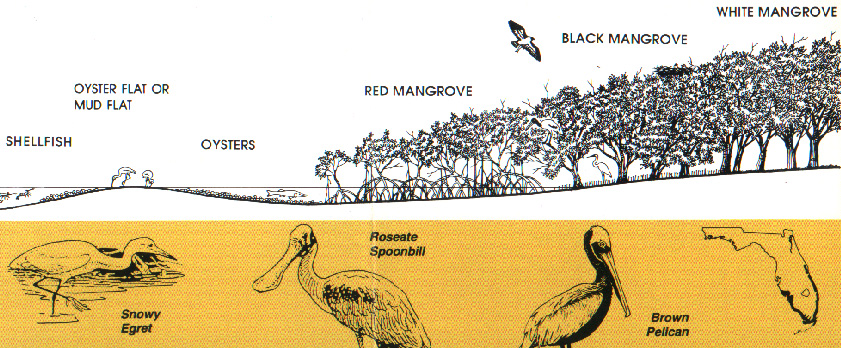 transect