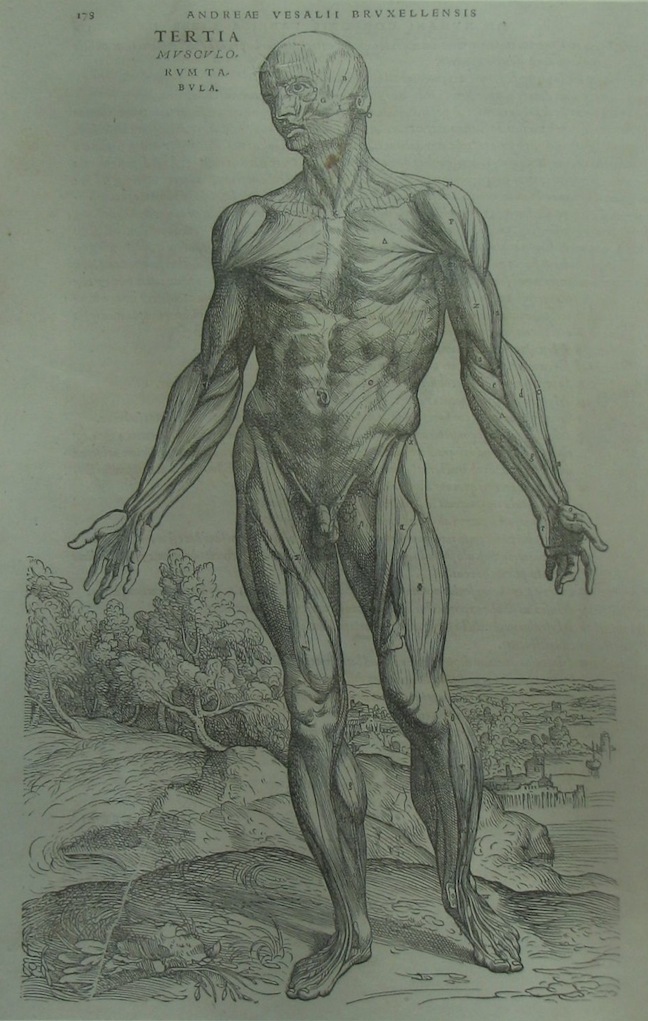 Vesalius