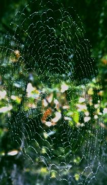 web