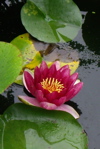 lotus