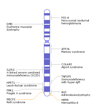 "X" chromosome