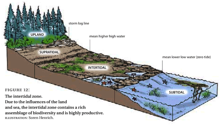 tidal zones