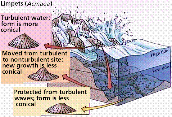 adaptive responses