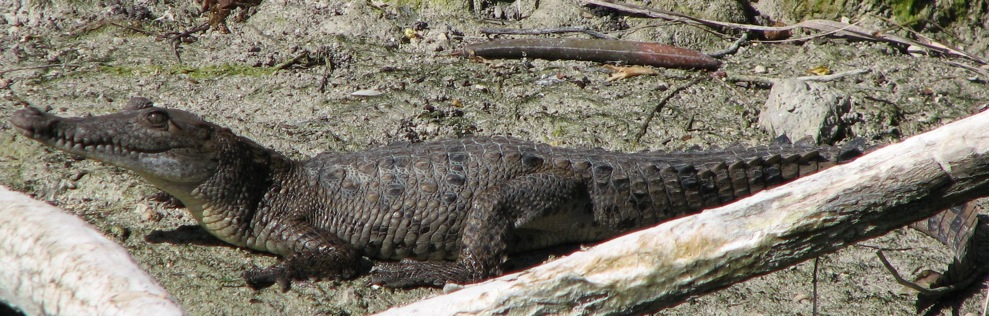 crocodile