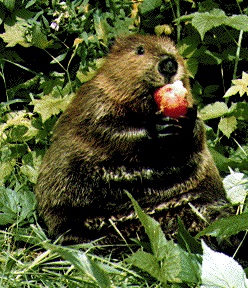 beaver