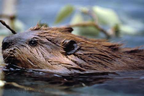 beavers