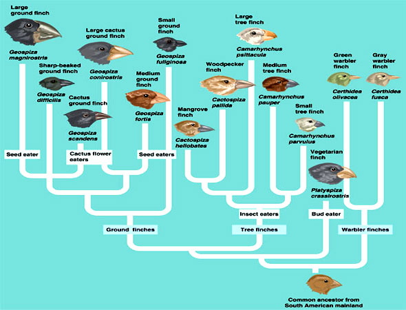 finches