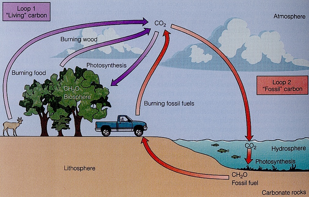 static carbon cycle