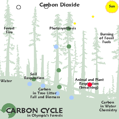 diagram pf carbon-dioxide as part of the C cycle