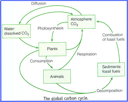 Carbon cycle