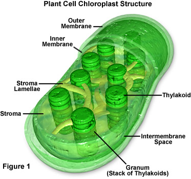 chloroplasts