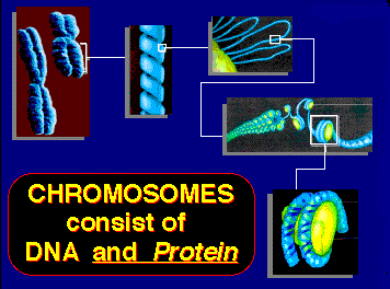 x chromosome