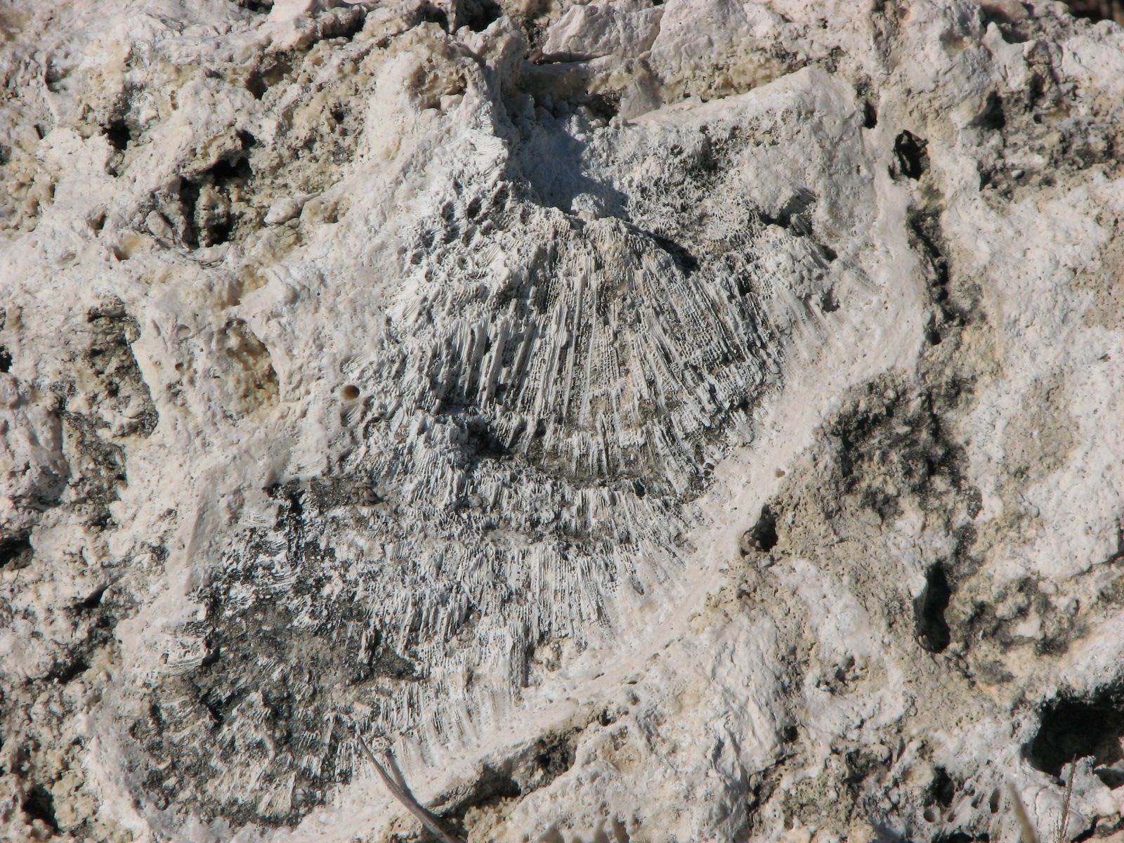 Brain coral fossil