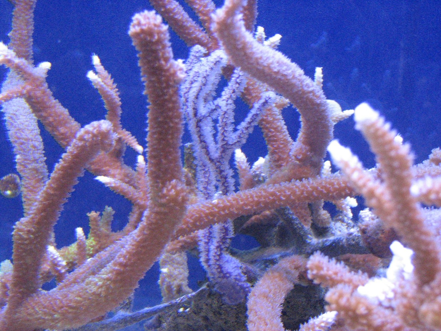 corals feeding
