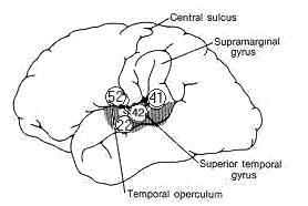 cortex