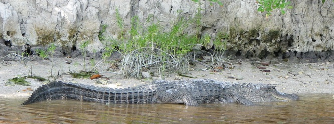 crocodile