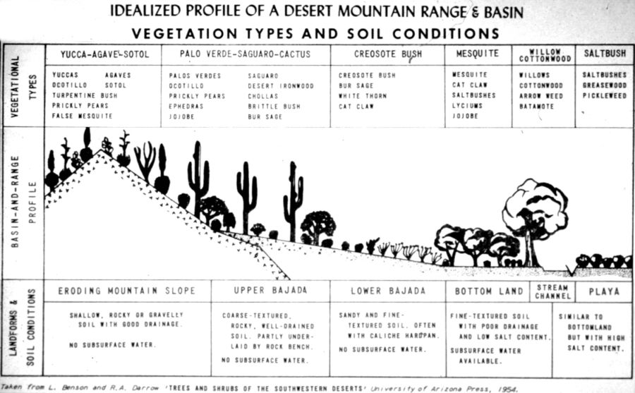 Vegetation profile