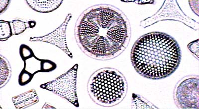 diatoms