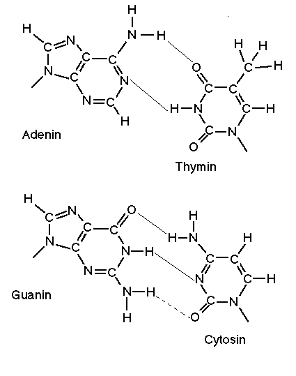 base pairs aligned