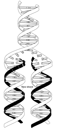 DNA