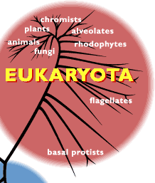 eukatoyic