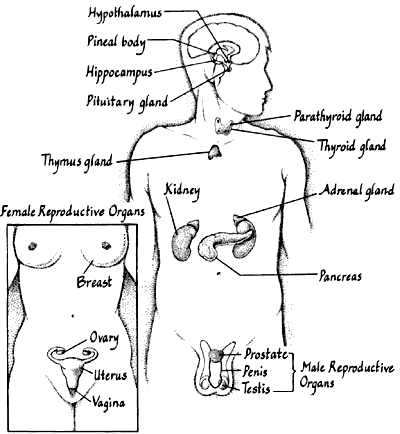 Endocrine system