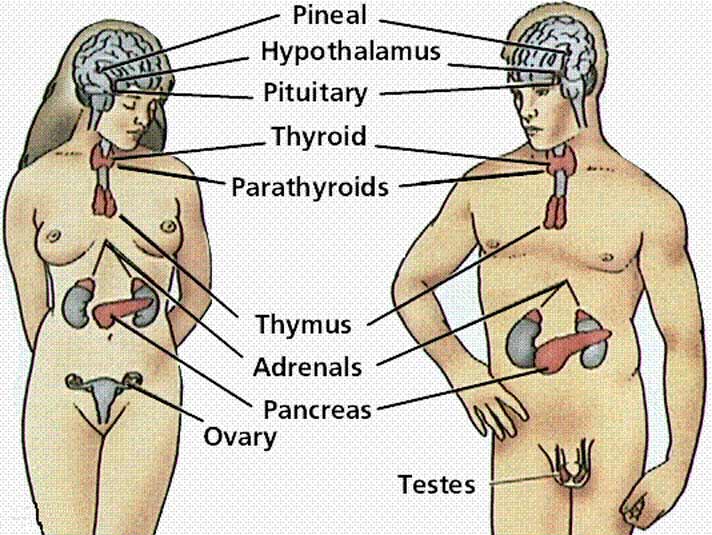 Endocrine systems