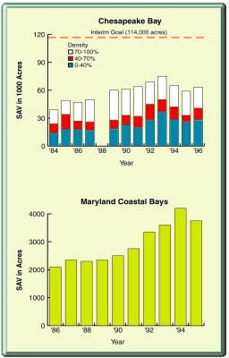 Chesapeake Bay