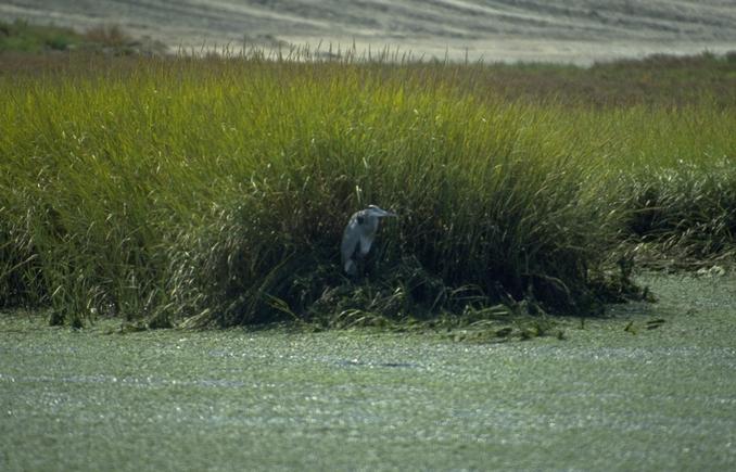 Great Blue Heron