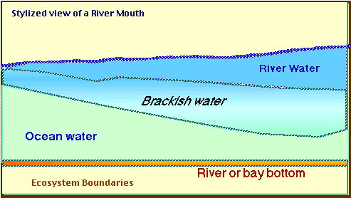 estuary