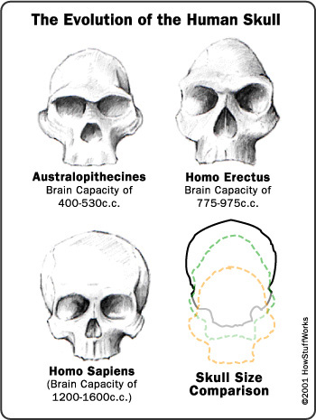 evolution-skulls
