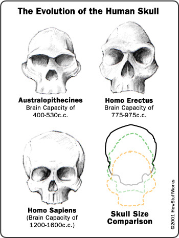 brain sizes