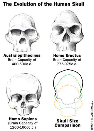 Human skull compared