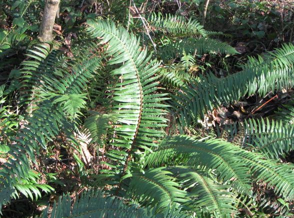 ferns