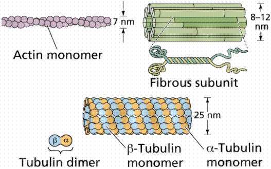 filaments