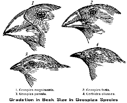 drawing of finch beaks
