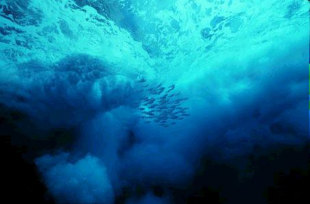 Fish beneath the waves