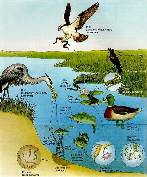 food web in a marsh