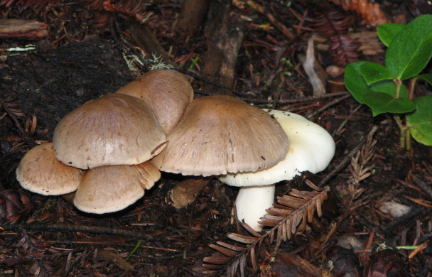 Forest mushrooms