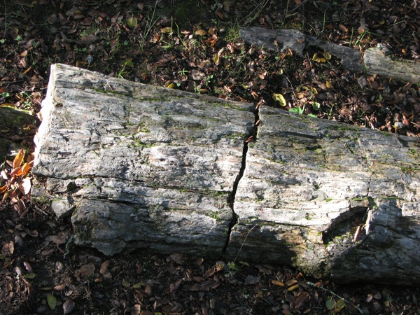 Fossilized redwood tree