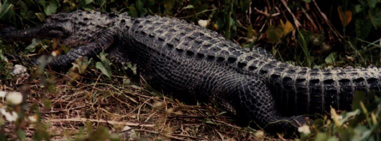 alligator