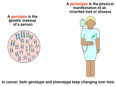 Genotype and phenotypes