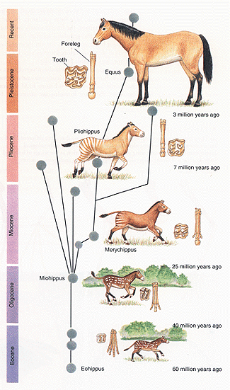 Development of the contemporary  horse