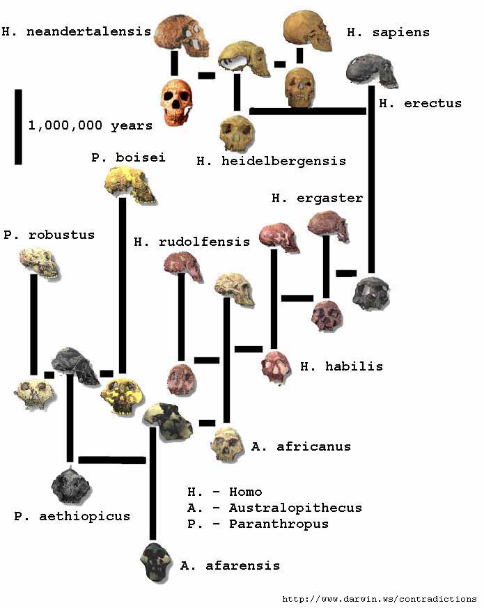 human family tree