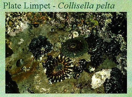 Image of limpets