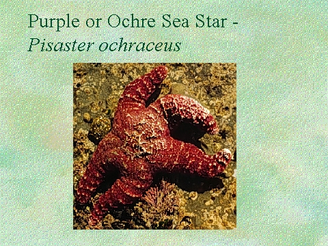 starfish-Pisaster